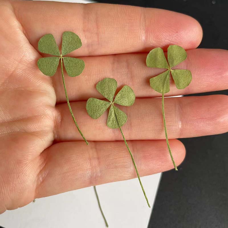 48PCS,60PCS,120PCS/Dry Press G - Red Clover Flower review and price